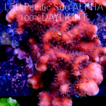 Blue Ridge Coral - Heliopora coerulea - Blue Fire Coral (27.05.2022)  8cm