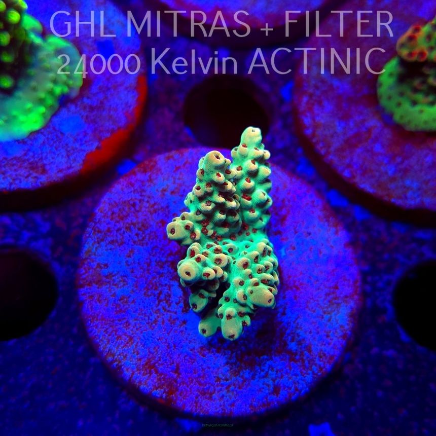 Acropora Jason Fox's Fox Flame Acro (20.02.2025) L4-II-7  4cm
