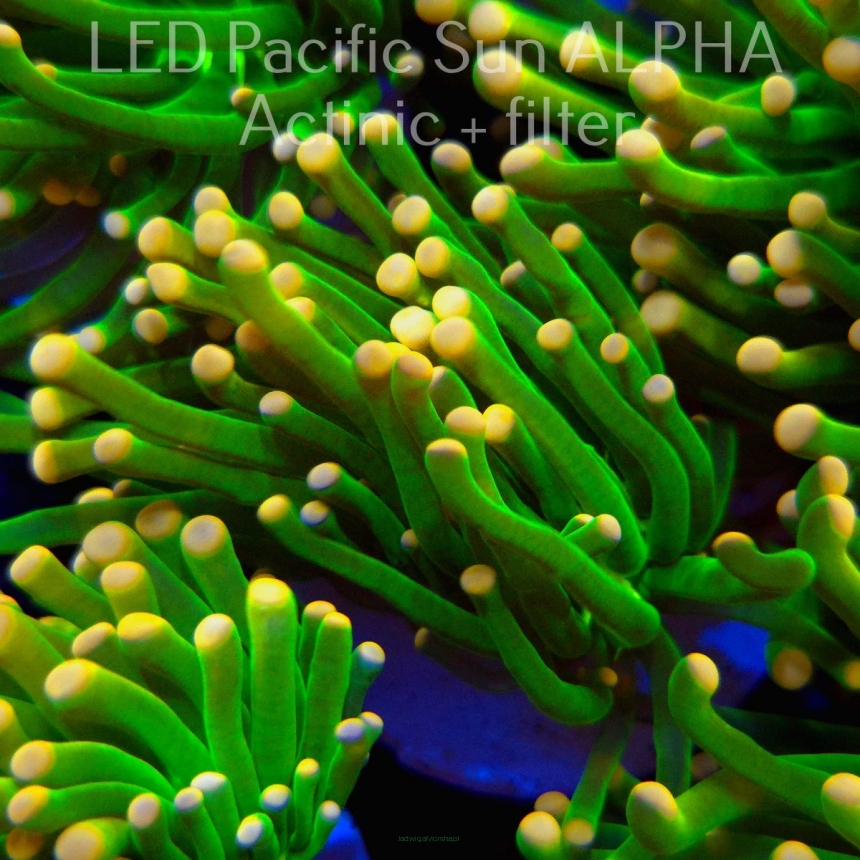 Euphyllia glabrescens ULTRA GREEN Yellow Tip Torch (04.08.2024)