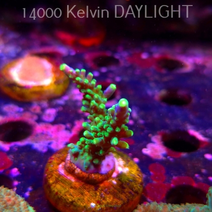 Acropora JMC PRINCESS (07.04.2025) MM6-II-18  5cm
