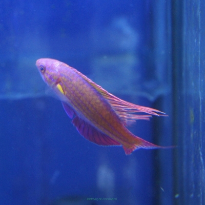 Paracheilinus cyaneus (samiec) rozmiar 6 cm
