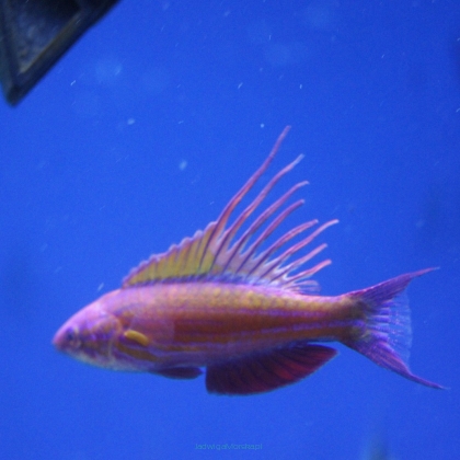 Paracheilinus cyaneus (samiec) 5-6 cm