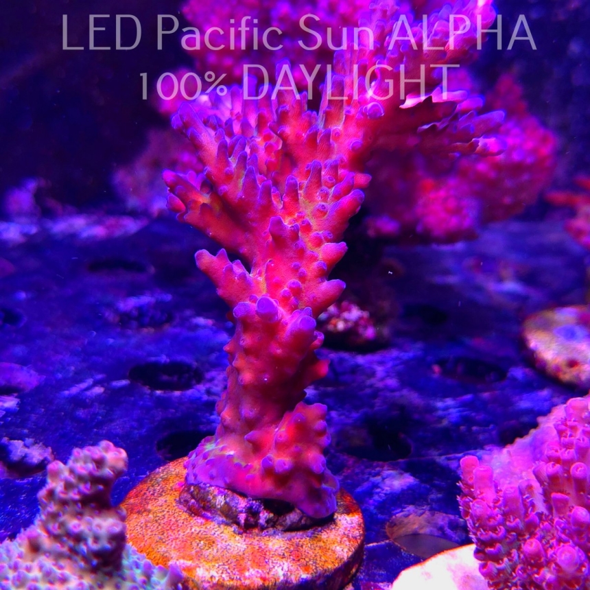 Acropora EC Frankie's Kryptonite (18.09.2024) L4-III-27  14cm