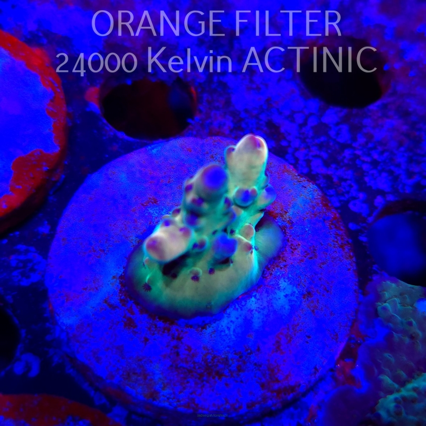 Acropora LORIPES FIJI GOLD (21.06.2025) L4-III-27  3cm (deepwater)