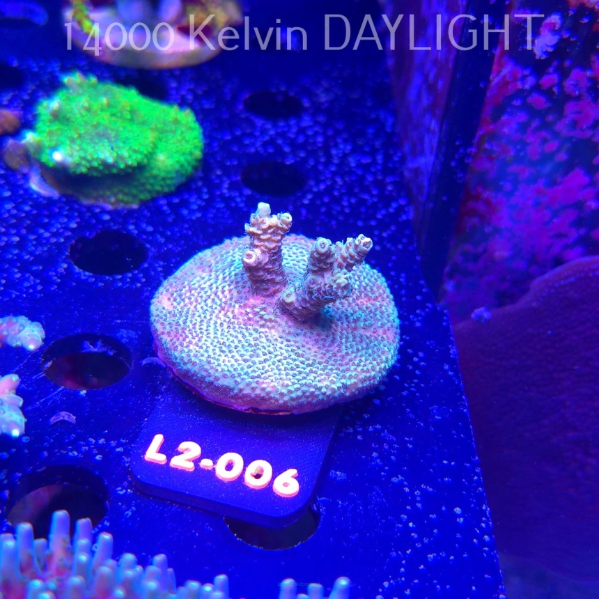 Acropora MILLEPORA PINK (16.11.2025) L2-006  5cm