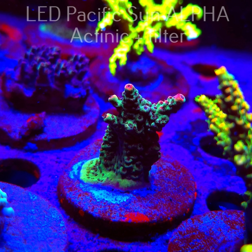 Acropora FOREST FIRE (02.02.2025) L3-II-24  5cm