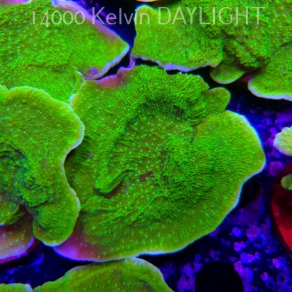 Montipora capricornis TOXIC GREEN (14.02.2026) H4  10cm