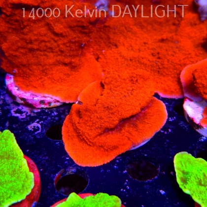 Montipora sp. RED East Australia (04.05.2025)  7cm