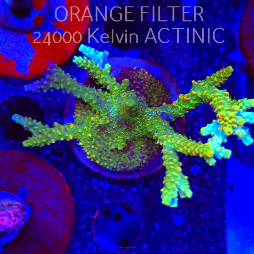 Acropora MILLEPORA SUNSET  (24.05.2025) L2-I-32  10cm