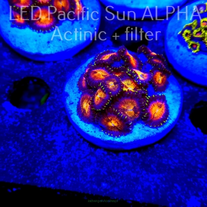 Zoanthus AUSSIE STARLIGHTS ZOA (02.08.2023) 16P+