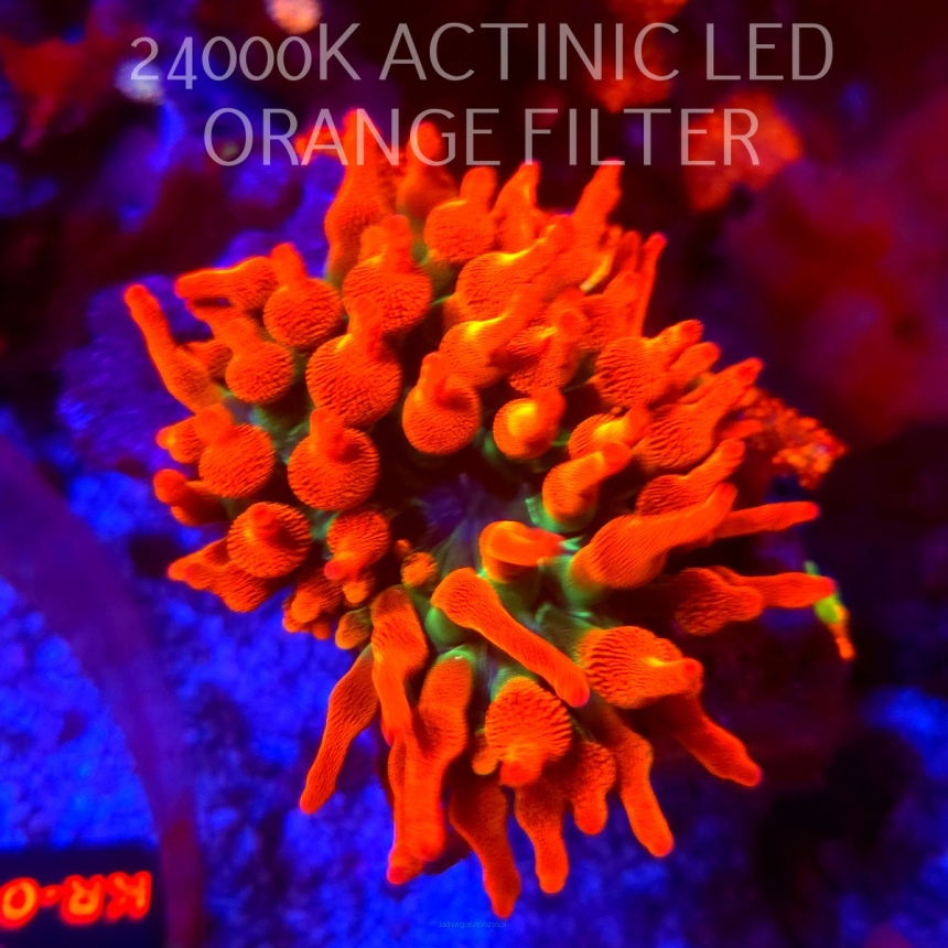 Entacmaea quadricolor RAINBOW SUNBURST (06.03.2026) XL