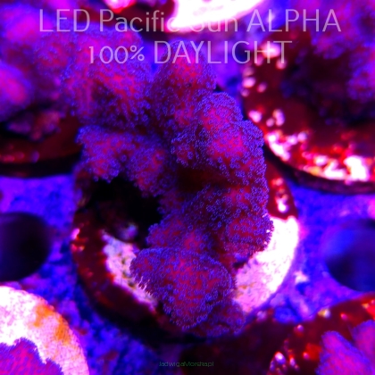 Pocillopora sp. FIJI PINK (23.01.2025)  6cm