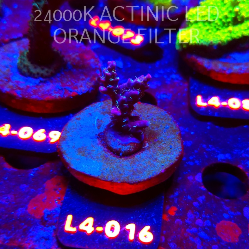 Acropora sp. PREMIUM AUSTRALIA  (07.01.2026) L4-016  2cm