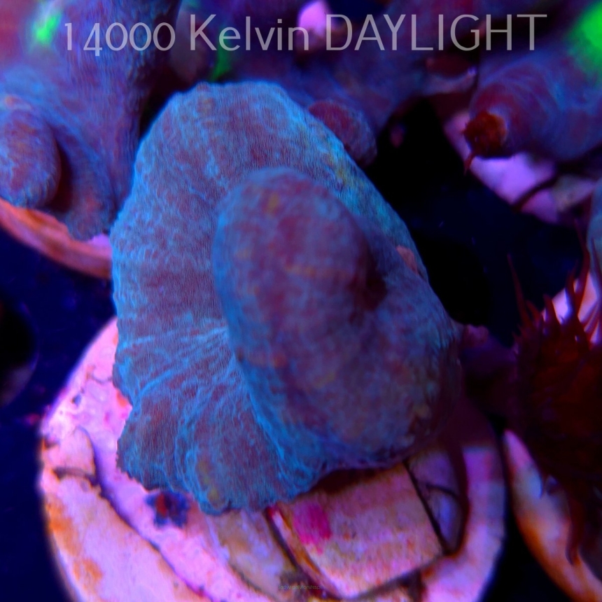 Pectinia alcicornis TYE DYE (03.06.2025)  4cm