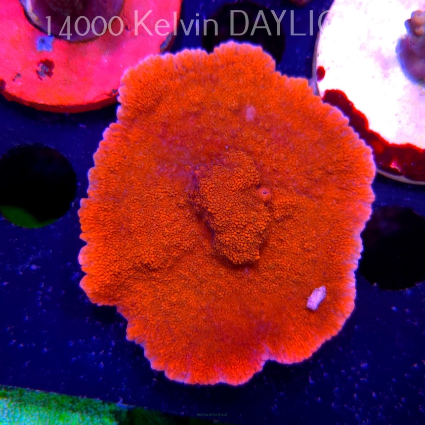 Montipora SPECIAL RED (19.06.2025) L3-I-29  6cm