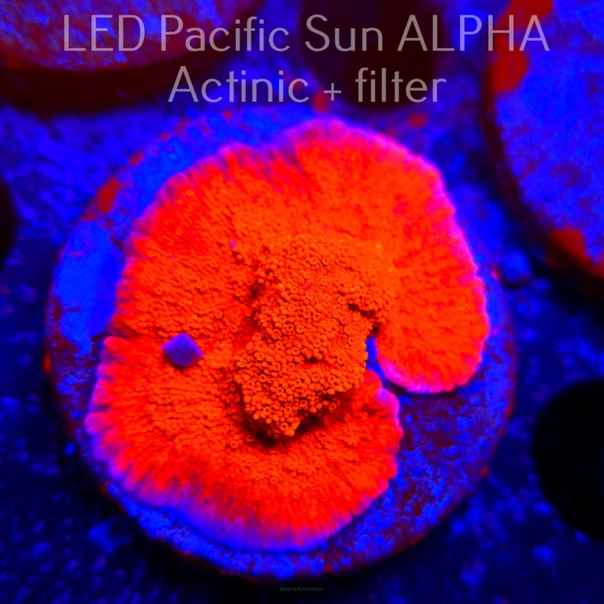 Montipora SPECIAL RED (02.02.2025) L3-I-29  4cm