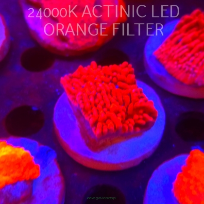 Montipora JASON FOX MEAN STREAK (21.02.2026)  5cm