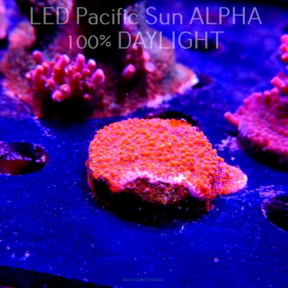 Montipora MYSTIC SUNSET RED+BLUE POLYP (10.07.2024) MM6-II-13  3cm