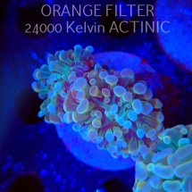 Euphyllia paraancora HOLOGRAM HAMMER (02.04.2025)