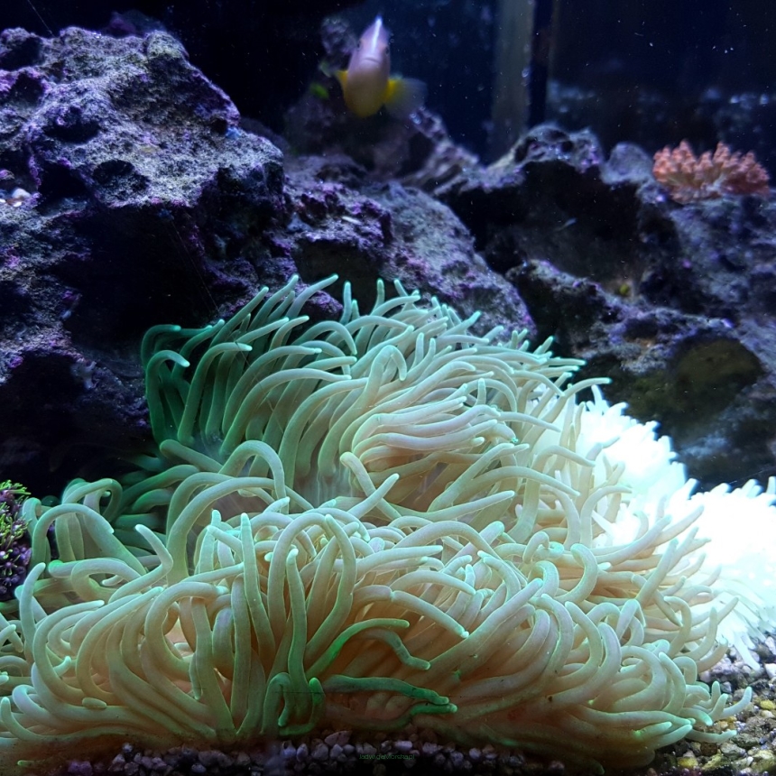 Actinia tenebrosa
