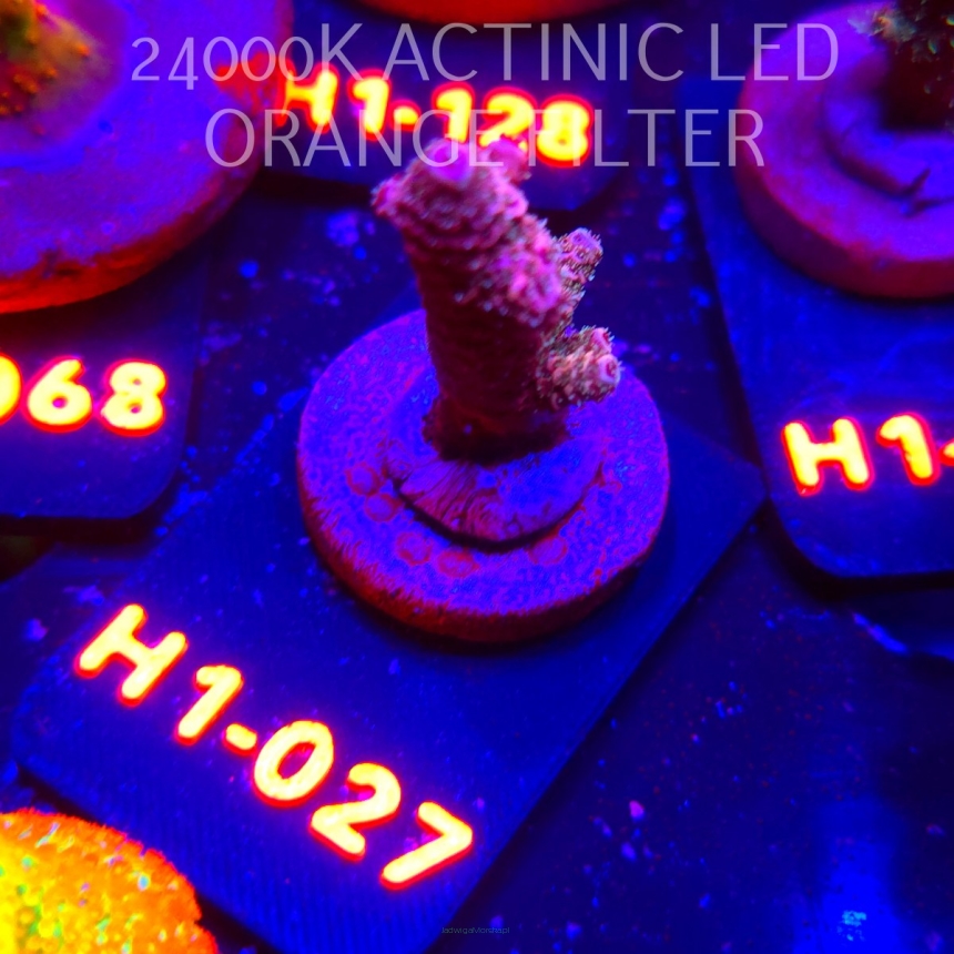 Acropora sp. CORAL SEA ULTRA (02.02.2026) H1-027  6cm