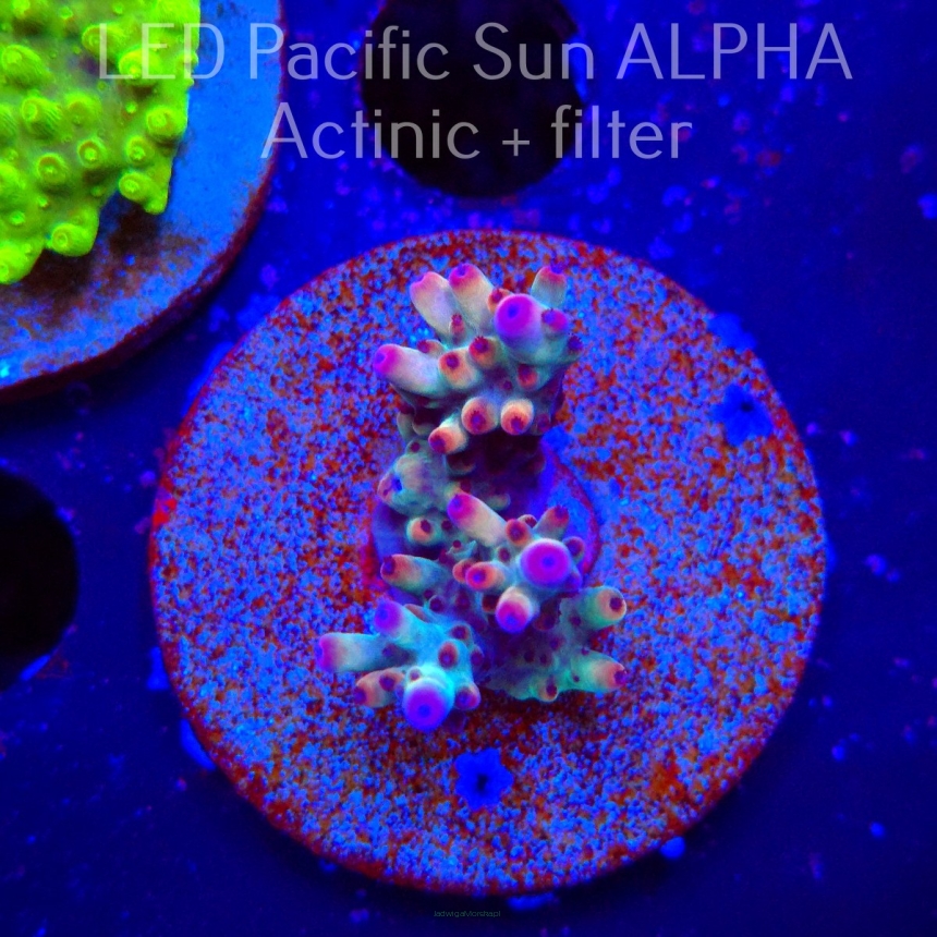 Acropora JMC PINK DREAM (12.01.2025) L1-I-32  4cm