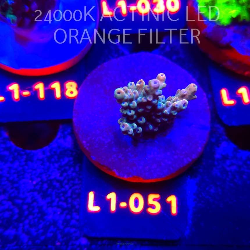 Acropora Jason Fox B33 BOMBER Acro (11.10.2025) L1-051  3cm