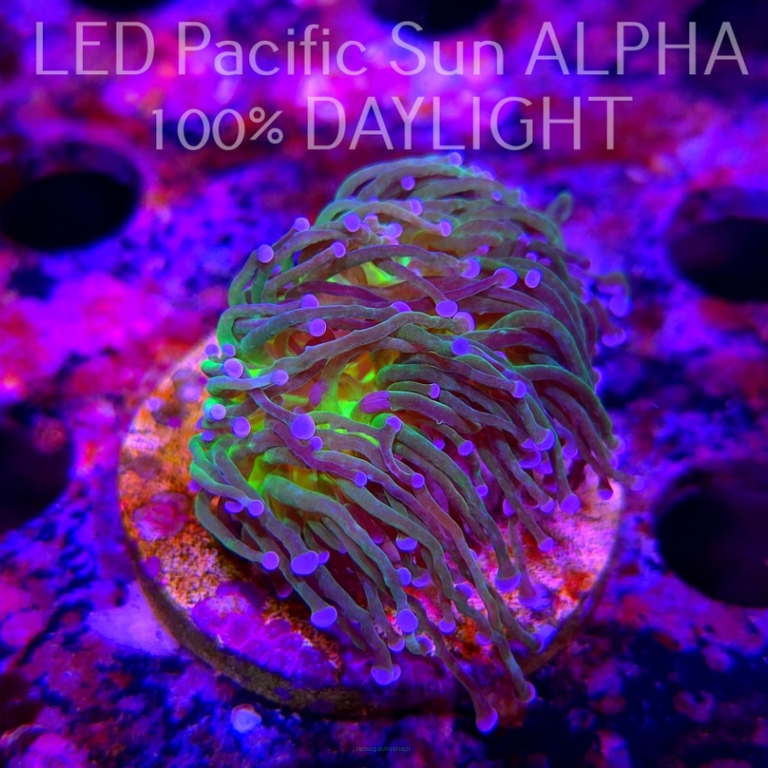 Euphyllia glabrescens TG TOXIC JOKER TORCH (03.11.2024)