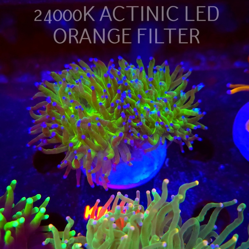 Euphyllia glabrescens BLUEBERRY (17.01.2026) KR-186  2H