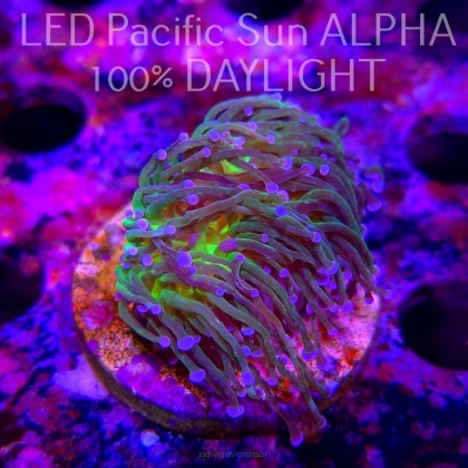 Euphyllia glabrescens TG TOXIC JOKER TORCH (03.11.2024)