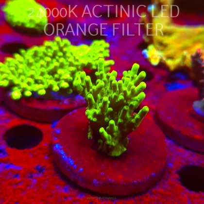 Acropora WWC Castells Banana (06.11.2024) MM1-II-13  5cm