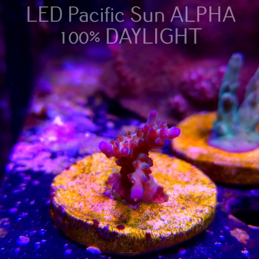 Acropora sp. AUSTRALIA (02.02.2025) L3-III-1  3cm