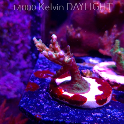 Acropora sp. AUSTRALIA (19.06.2025) L3-III-1  6cm