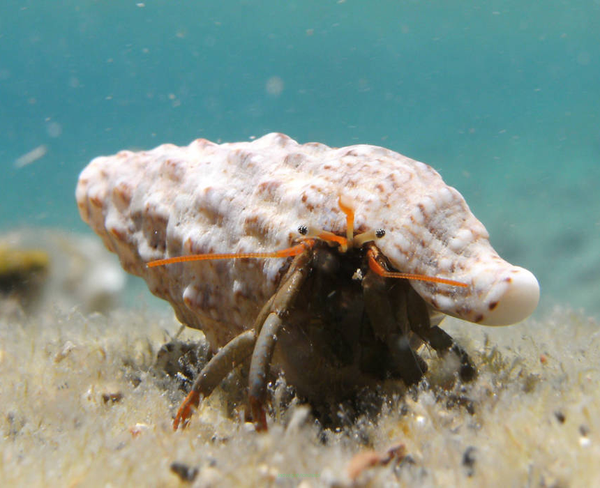 Clibanarius erythropus krab rozmiar 1 cm (Miniature Crab)