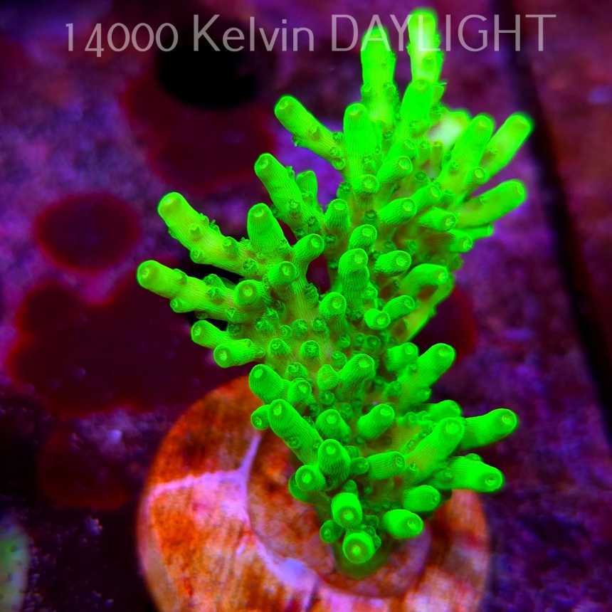 Acropora WWC Castells Banana (09.05.2025) MM1-III-16  6cm