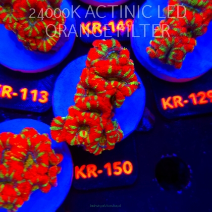 Acanthastrea lordhowensis CHRISTMAS ACAN (03.01.2026) KR-150  6cm