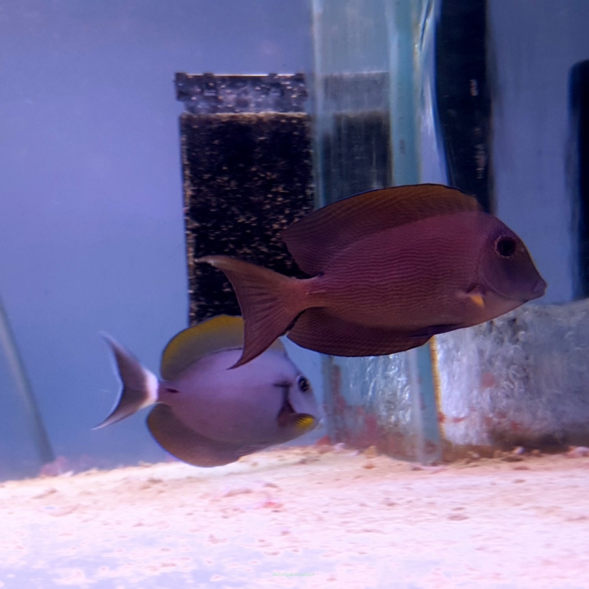 Ctenochaetus striatus rozmiar 5cm