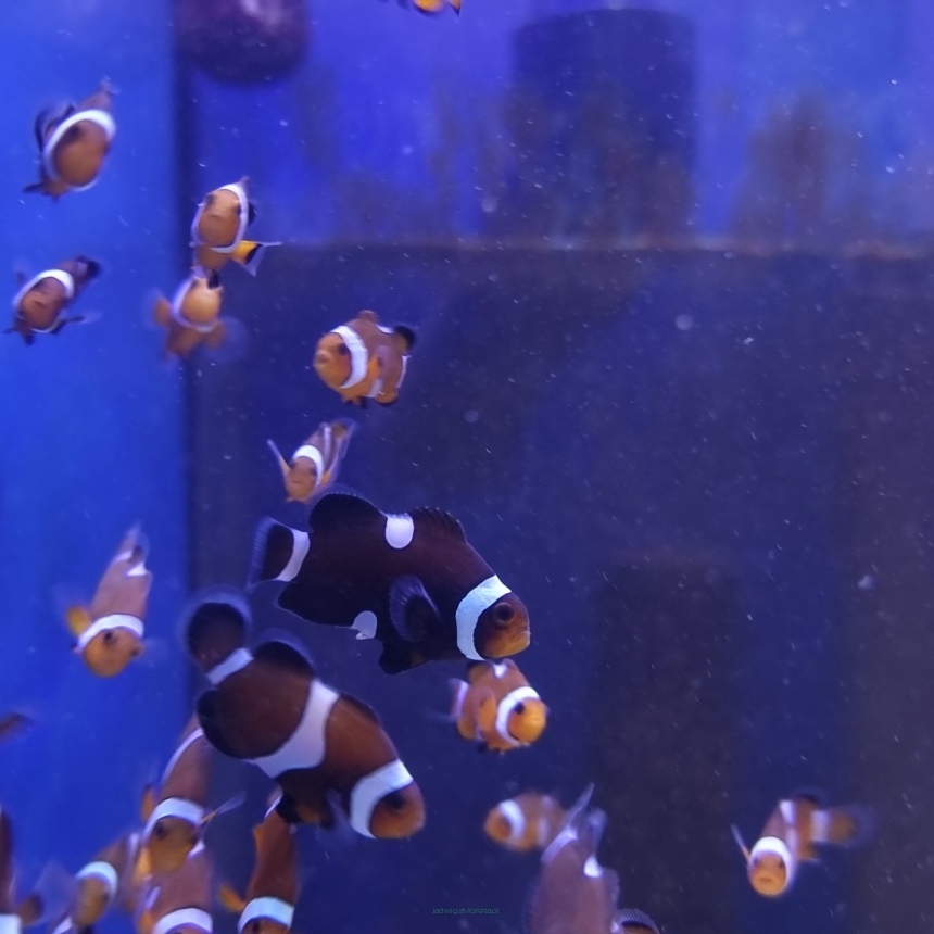 Amphiprion ocellaris 