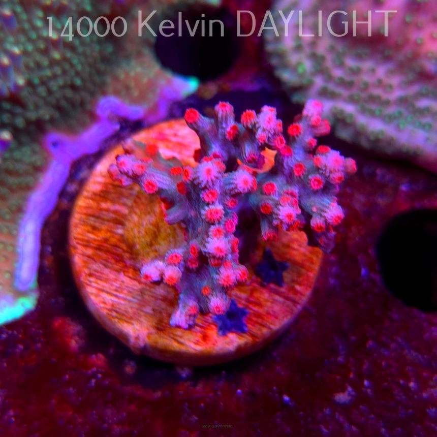 Cyphastrea decadia JF PINK BRANCHING (08.05.2025) MM1-II-22  3cm
