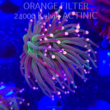 Euphyllia glabrescens Malaysian Miami Torch (13.06.2025)