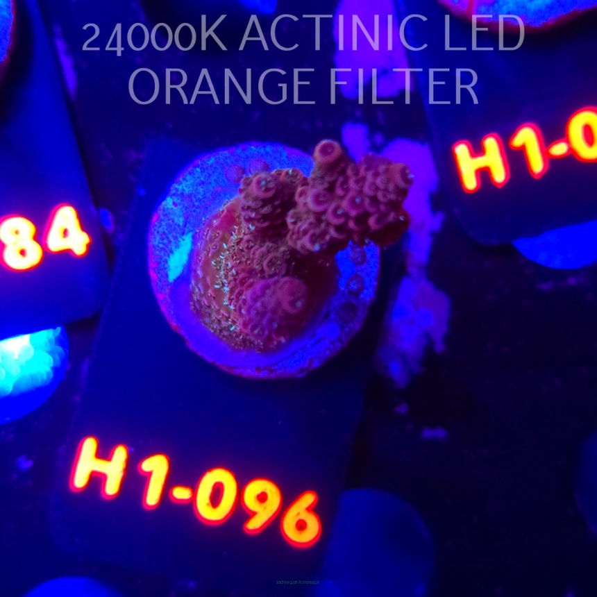 Acropora sp. (04.02.2026) H1-096  4cm