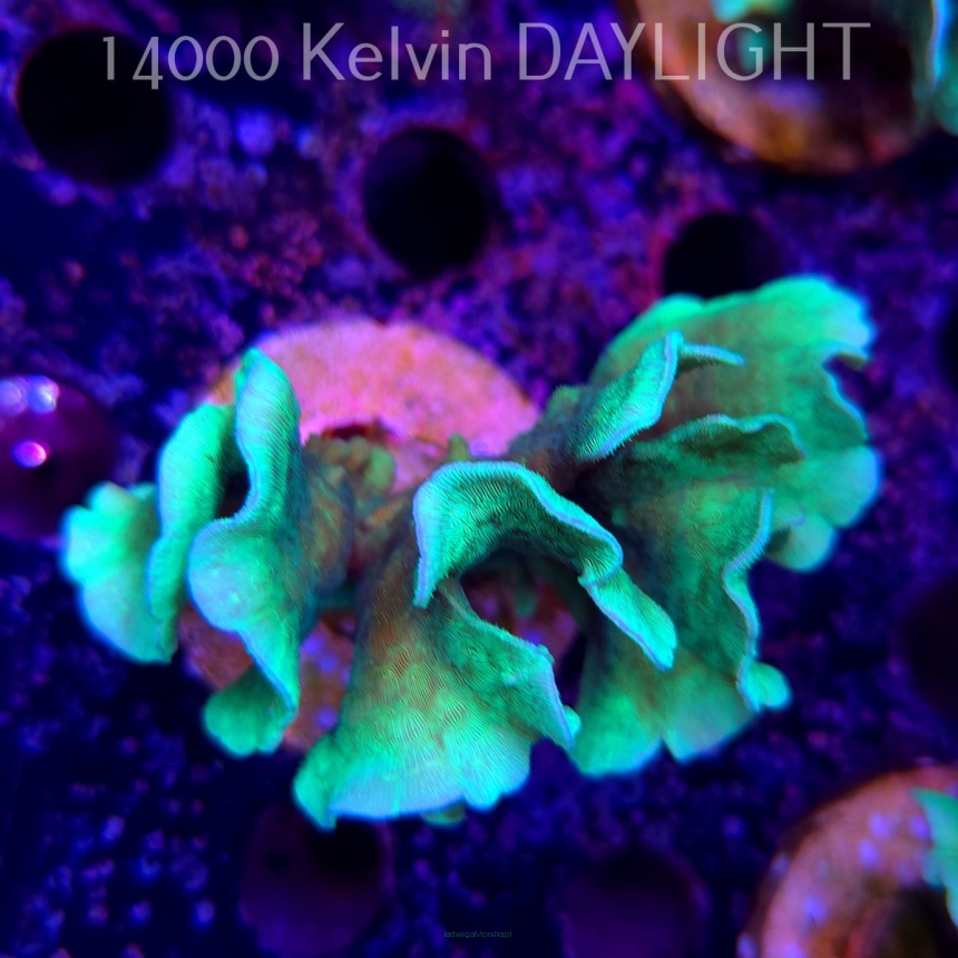 Pavona cactus (18.05.2025)  8cm