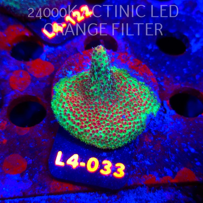 Acropora FOREST FIRE (07.01.2026) L4-033  5cm