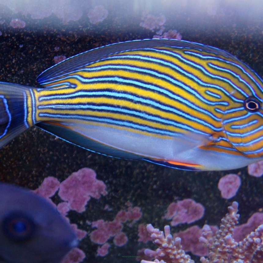 Acanthurus lineatus rozmiar 10-11 cm