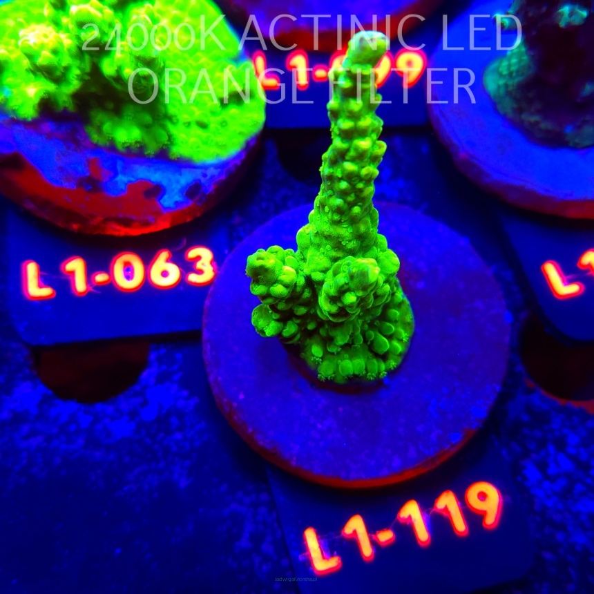 Acropora humilis URANIUM (11.10.2025) L1-119  7cm