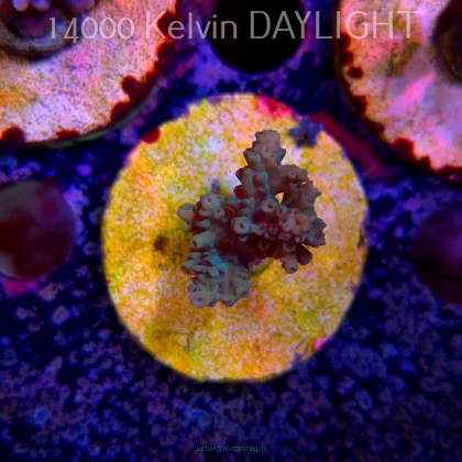 Acropora sp. AUSTRALIA (24.05.2025) L2-I-2  3cm