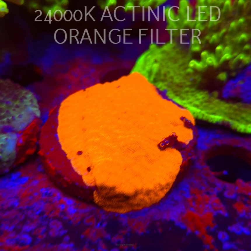 Leptoseris foliosa GOLD (06.11.2025) MM1-III-27  3cm