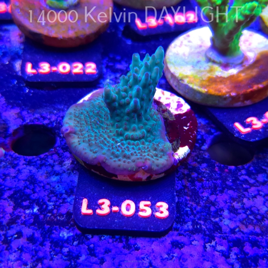 Acropora sp. AUSTRALIA (05.01.2026) L3-053  5cm