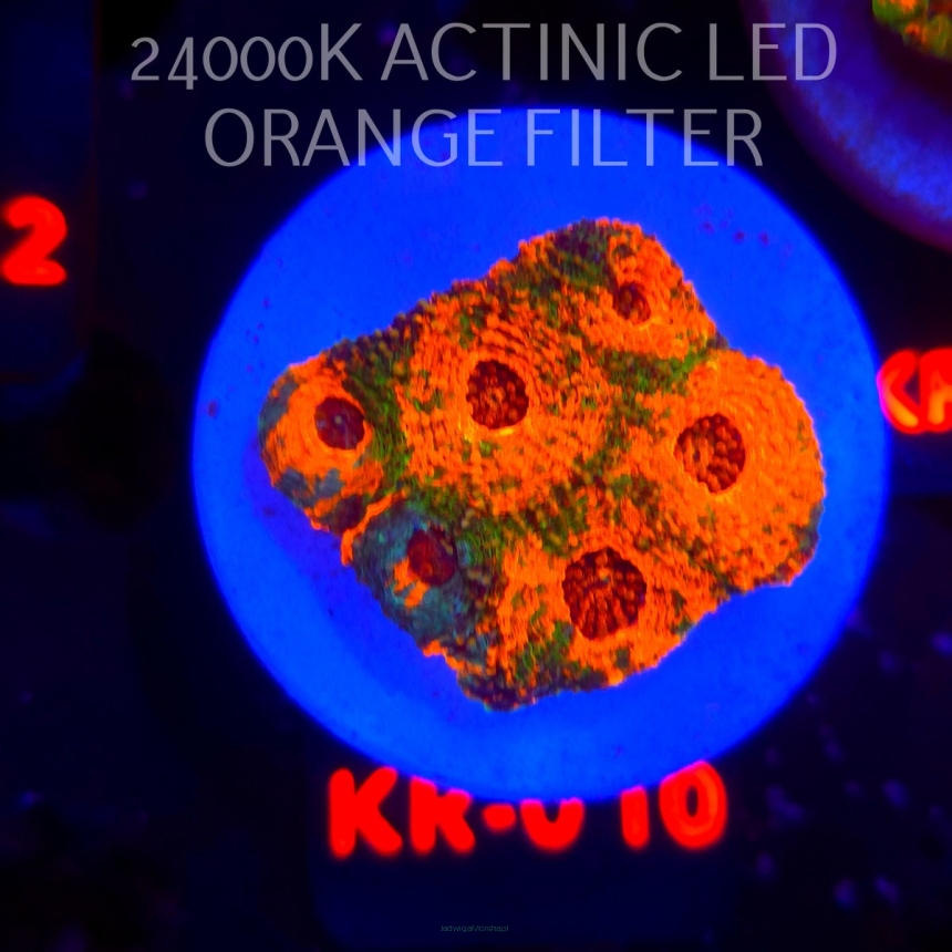 Acanthastrea ECHINATA AUSTRALIA RAINBOW SPECIAL (20.02.2026) KR-010  4cm