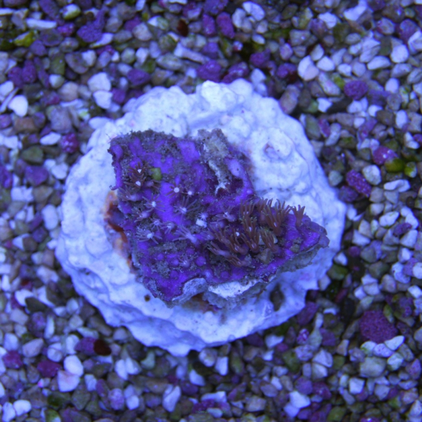 Pachyclavularia violacea